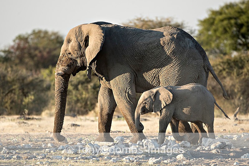 Elephant  (cow & calf) - Etosha National Park ~ Mammals