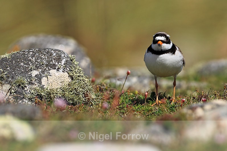 Ringed Plover on St Martin's - Ringed Plover