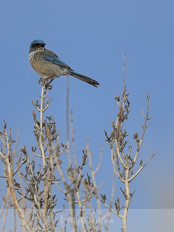 Western Scrub-Jay, Bosque del Apache, New Mexico - Western Scrub-Jay