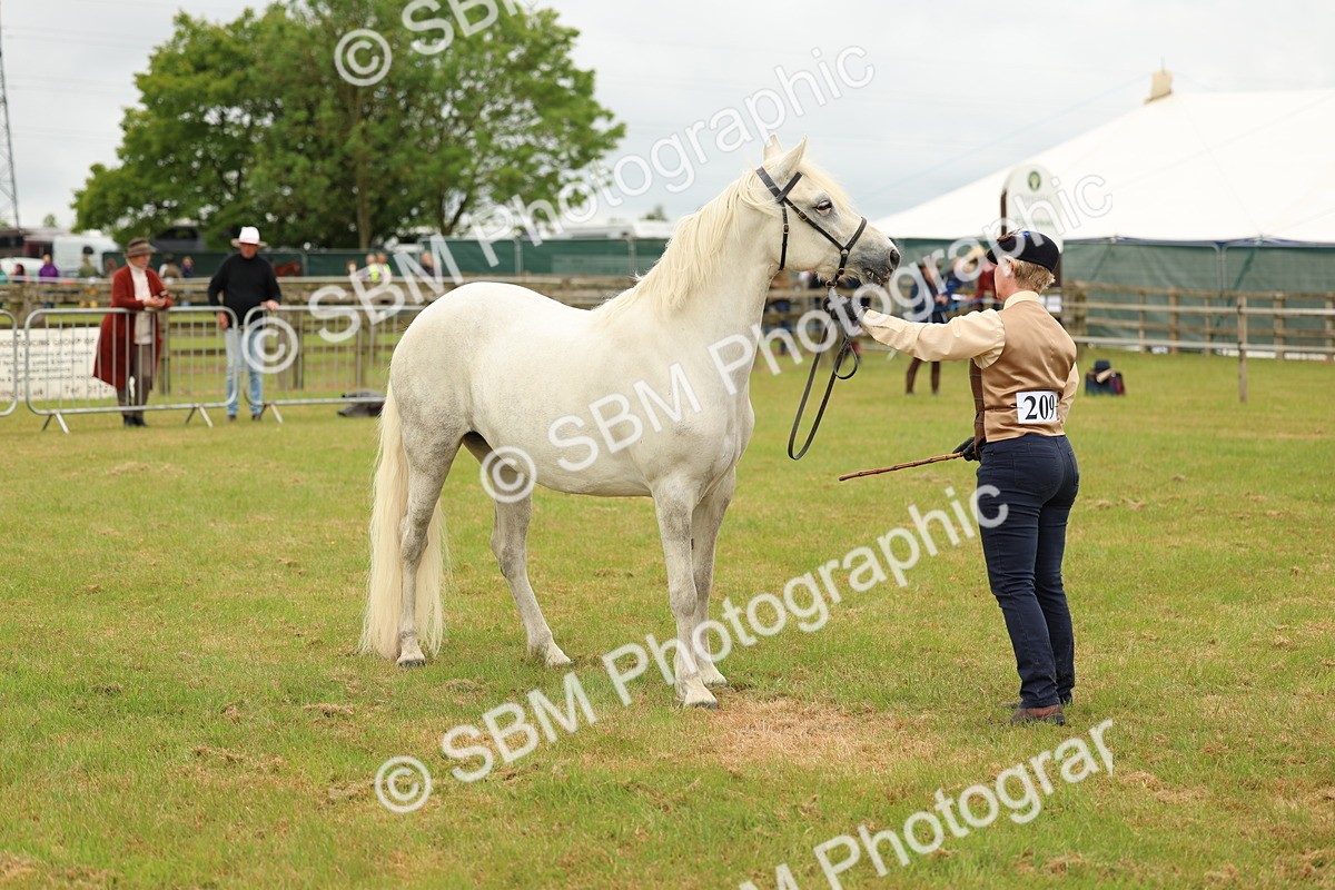 SBM_04219 - Class 64-67 - Shetland Pony In Hand