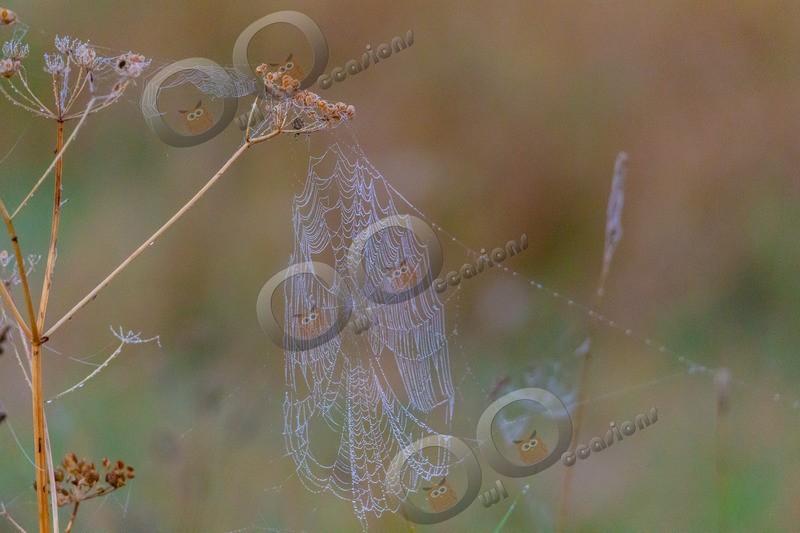 spider web-3143 - Insects from around the world