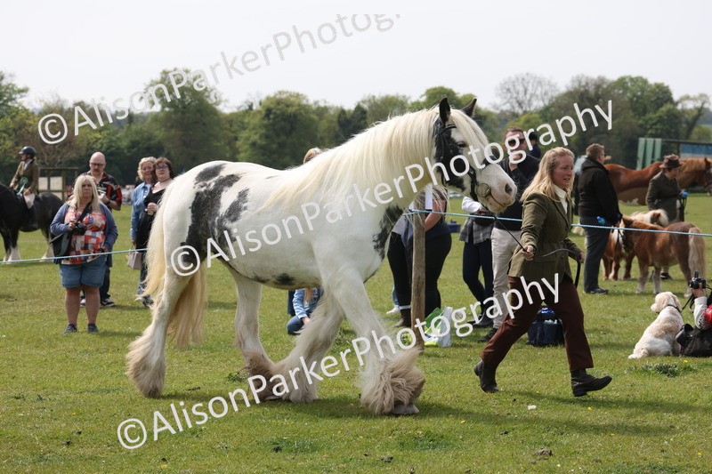 20260426-3327 - Class 27 - Coloured Horses and Ponies