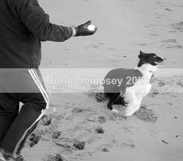 Throw It - Walking the Dog
