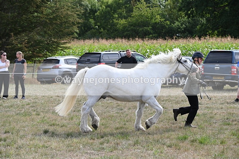 WJ6_6622 - Class 20 In-hand Cob