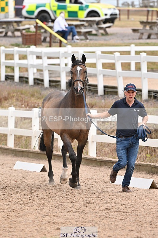 250716-144150-01321 - Trot Up 2.30 to 3.30