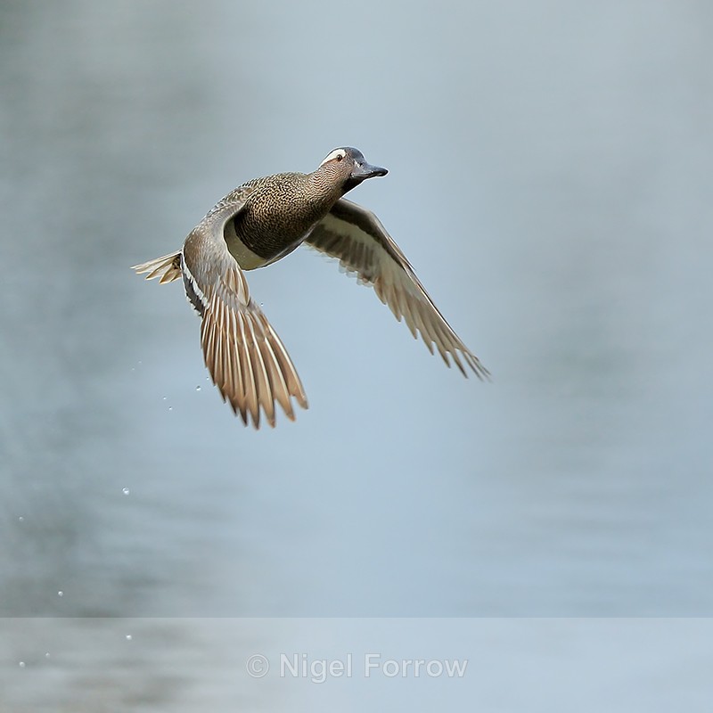 Garganey (drake) flying, Stratfield Brake, Oxfordshire - Garganey