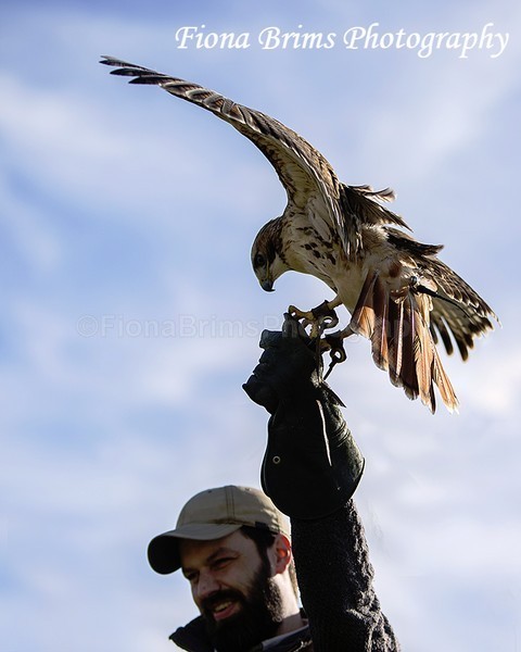 WowPD Mar17-115 - Birds of Prey