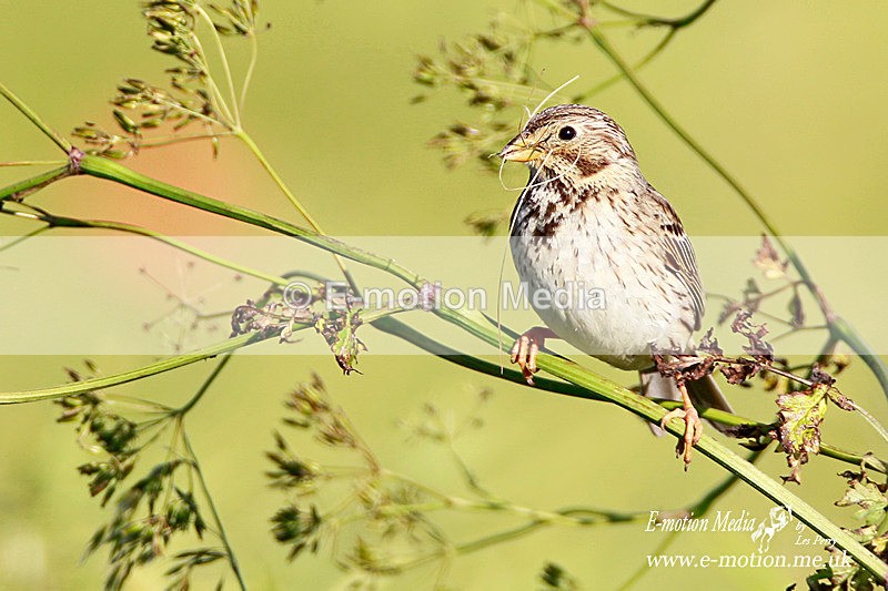 Corn Bunting 240612 10 - Nature