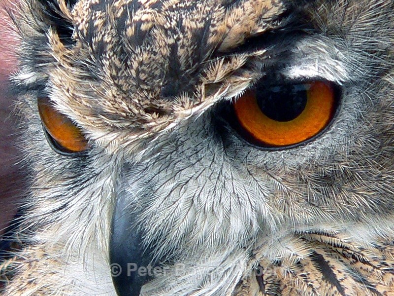  - Flora & Fauna