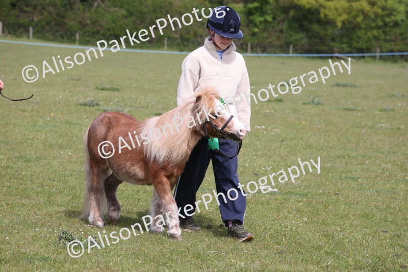 20260426-3248 - Class 26 - Shetland Ponies and Minitures