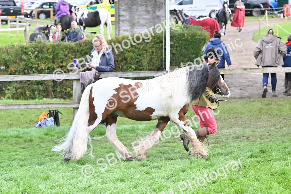SBM_56918 - S45 - Coloured Pony In Hand