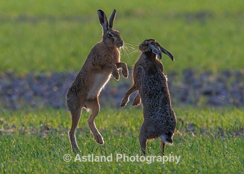 Brown Hares - Latest Images