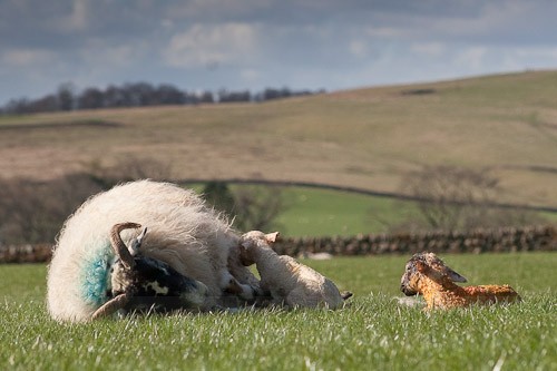 19 - The Lambing