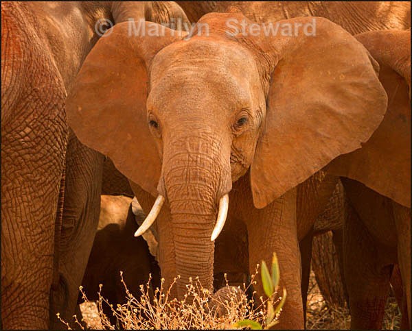 Safety in numbers - Kenya, Tsavo East