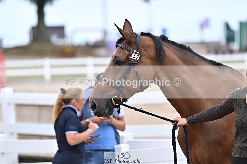 250716-165936-00789 - Trot Up 4.30 to 5.00