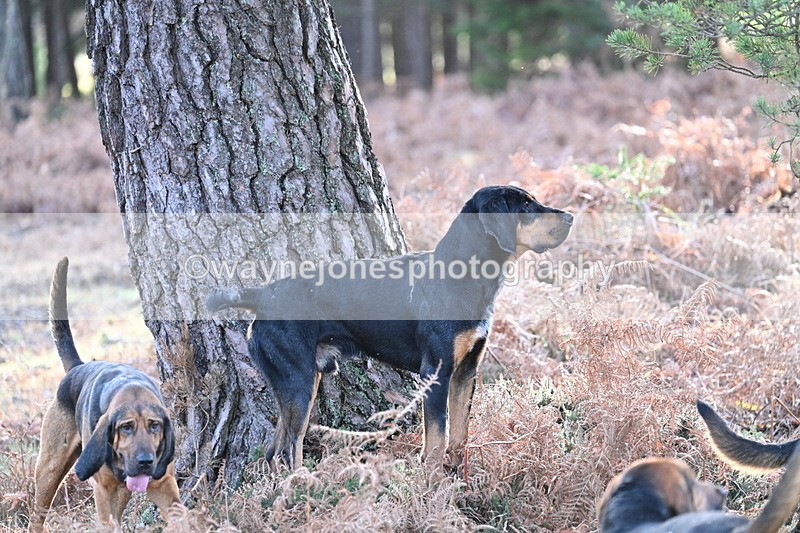 WJ7_7586 - Line 3 (no line 4 or 5)