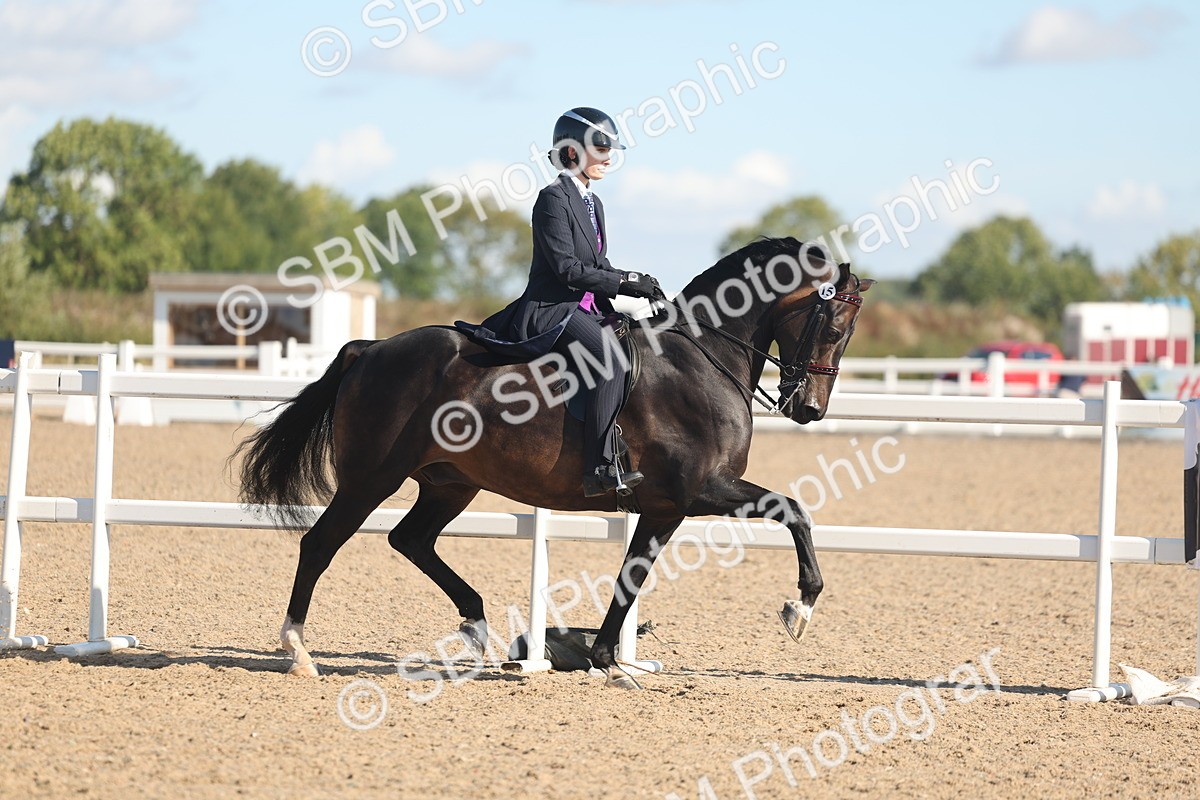 SBM_13008 - Class 305 - Ridden Foreign Breed Pure Bred