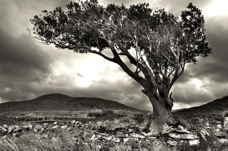 Lone Tree - West of Ireland