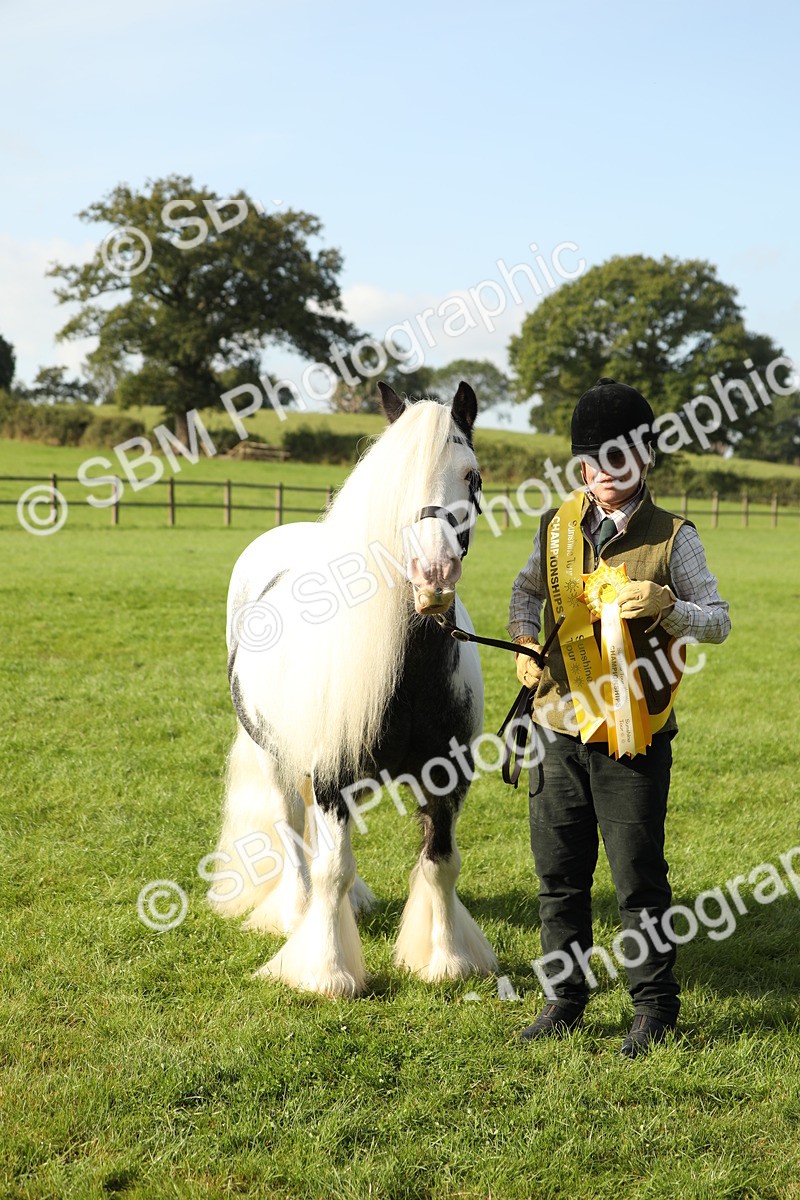 SBM_60993 - S43 - Coloured Pony In Hand