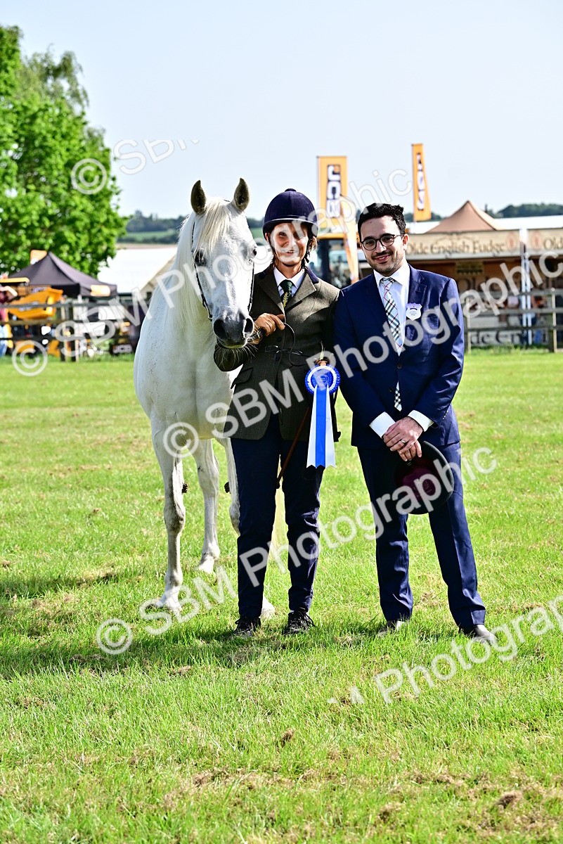 SBM_01064 - Class 46-49 - Arab and Part Bed-Anglo Arab In Hand