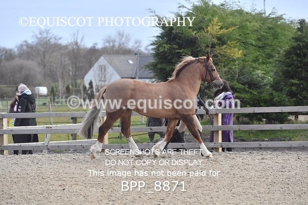 BPP_8871 - RING 2 - M&M