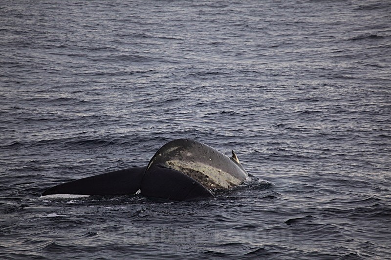 Blue Whale 8859 - Wildlife