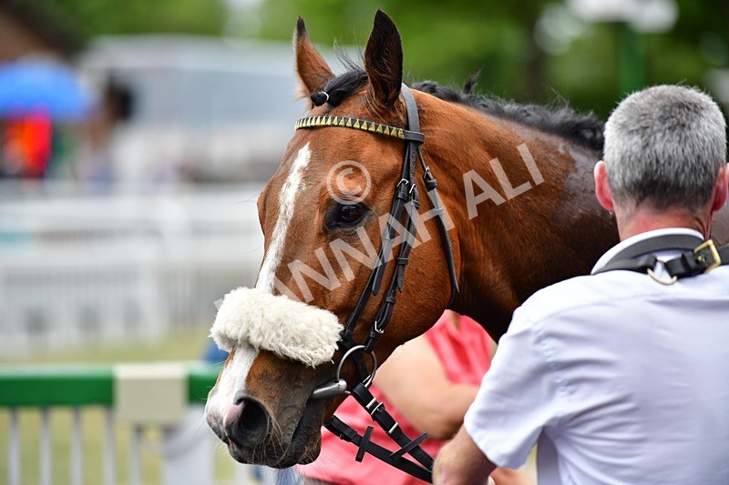 170625-Race 6-Kings Crown-4240 - Race 6