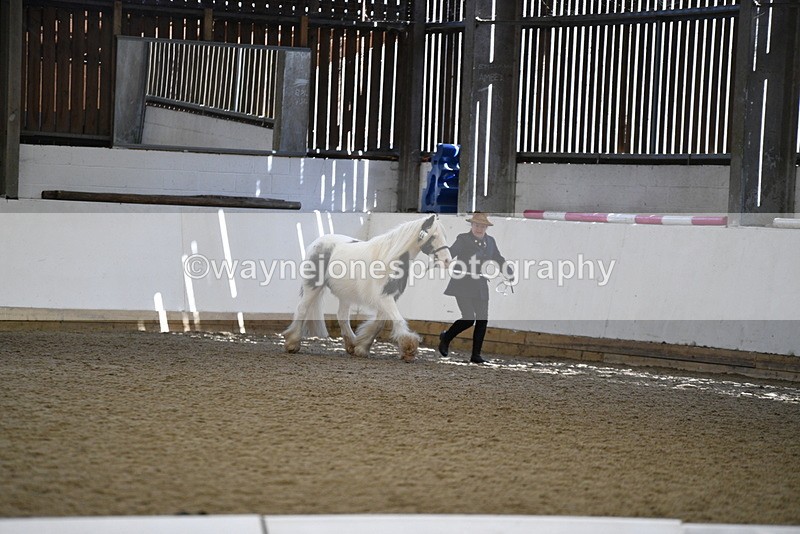 WJ5_5277 - Class 8 In hand cob