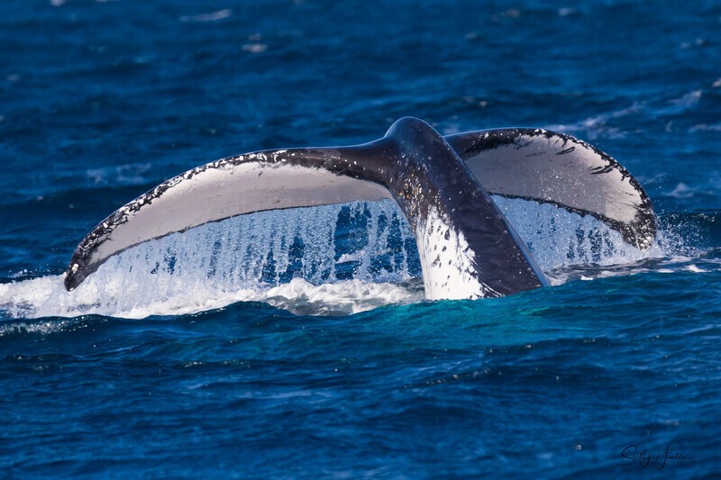 Pure Elegance 0A3A7918 - Humpback Whales