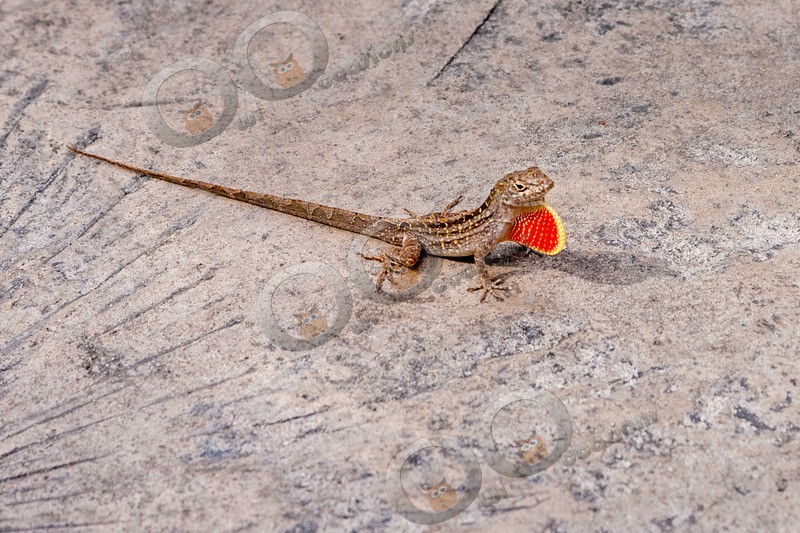 Brown anole Anolis sagrei 731 - Pet Photography