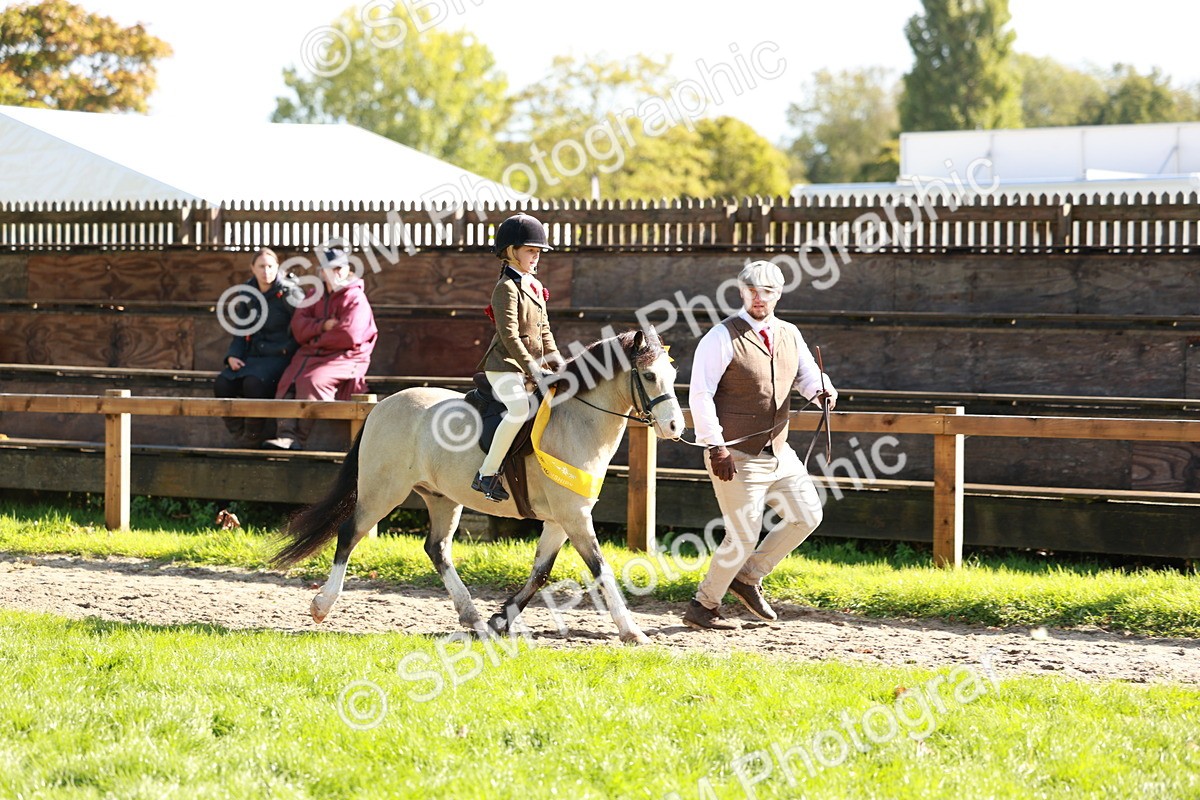 SBM_42116 - S32 - Mountain & Moorland Working Hunter Pony