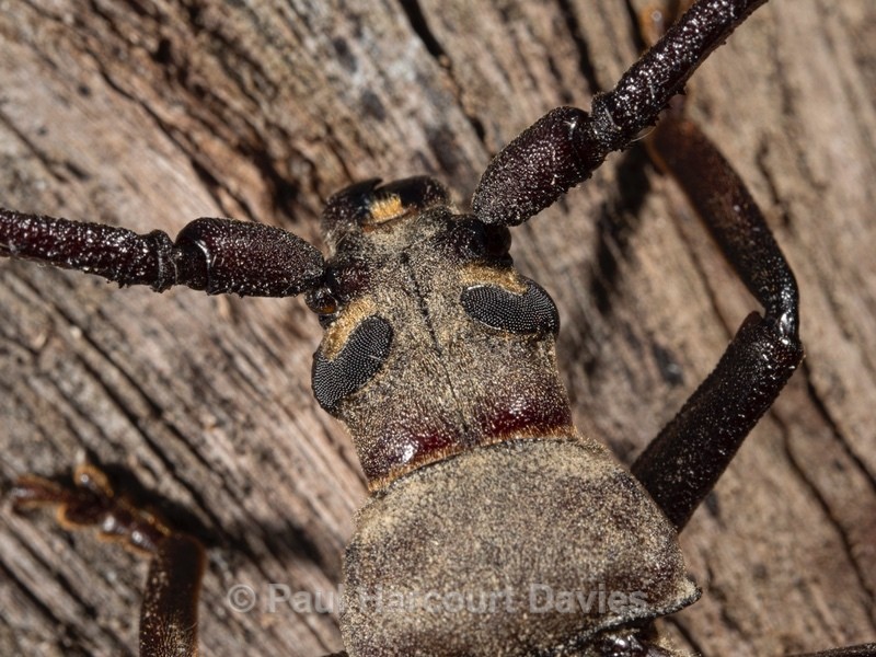 Long-horned beetle (Aegosoma scabricorne) - Insects & Spiders & other animals 2021