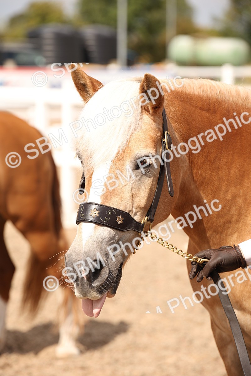 SBM_04626 - Class 20 IH Veteran