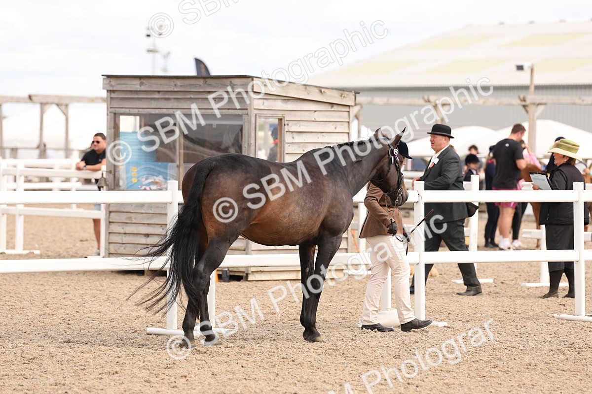SBM_15344 - Class 210- IH Show Horse