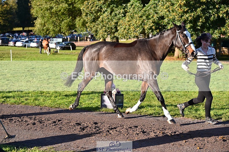 231022-093750-21928 - 427-COMBE.BREEZE-Gemma.Wells-TrotUp+SJ