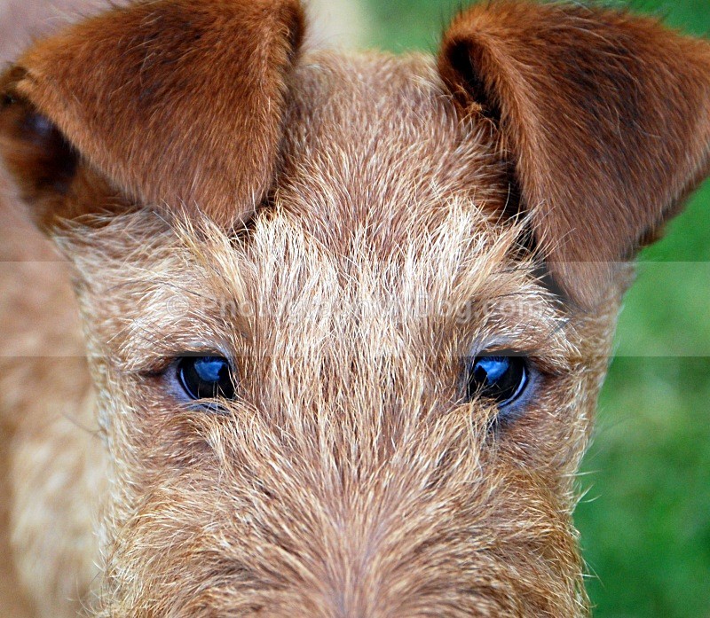  - Irish Terriers