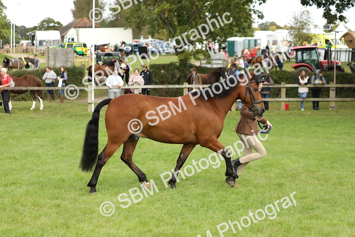 SBM_62837 - S46 - Mountain & Moorland In Hand Small Breeds