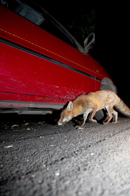 - Urban Foxes, Bristol, Great Britain