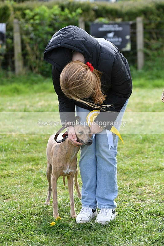 WJ5_9875 - Class 3 Most Handsome Dog