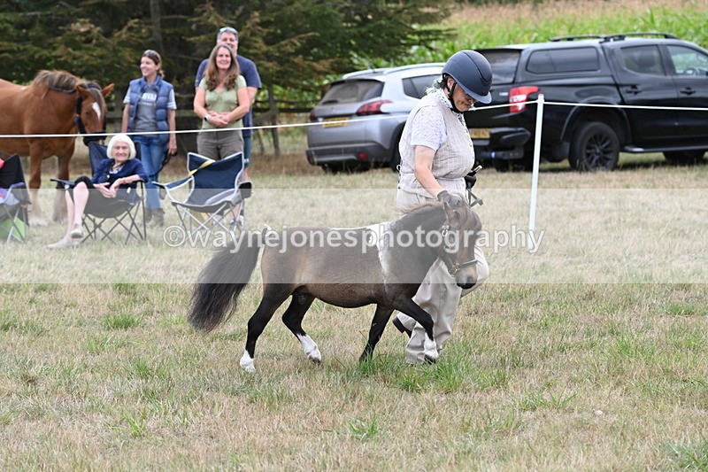 WJ6_5687 - Class 18 In-hand Coloured
