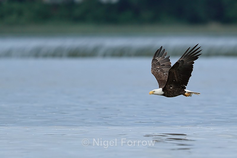 Flying Bald Eagle carrying fish, Minnesota, USA - Bald Eagle