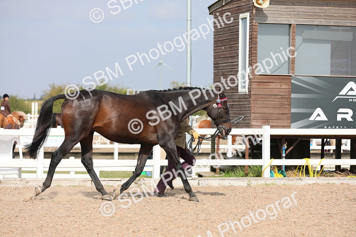 SBM_15912 - Class 313 IH Retired Racehorse