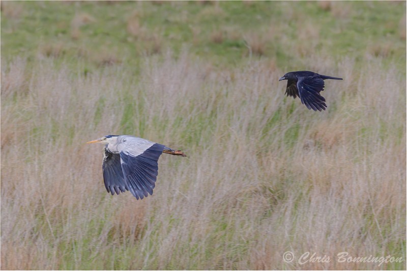 Crow Shepherding Heron Away - Other nature