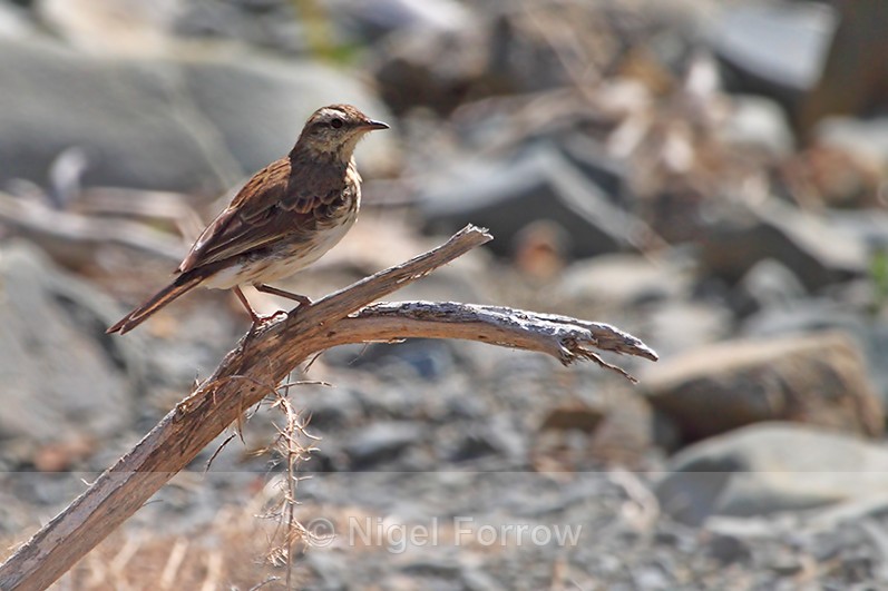 Australasian Pipit perched on a dead branch - Australasian Pipit