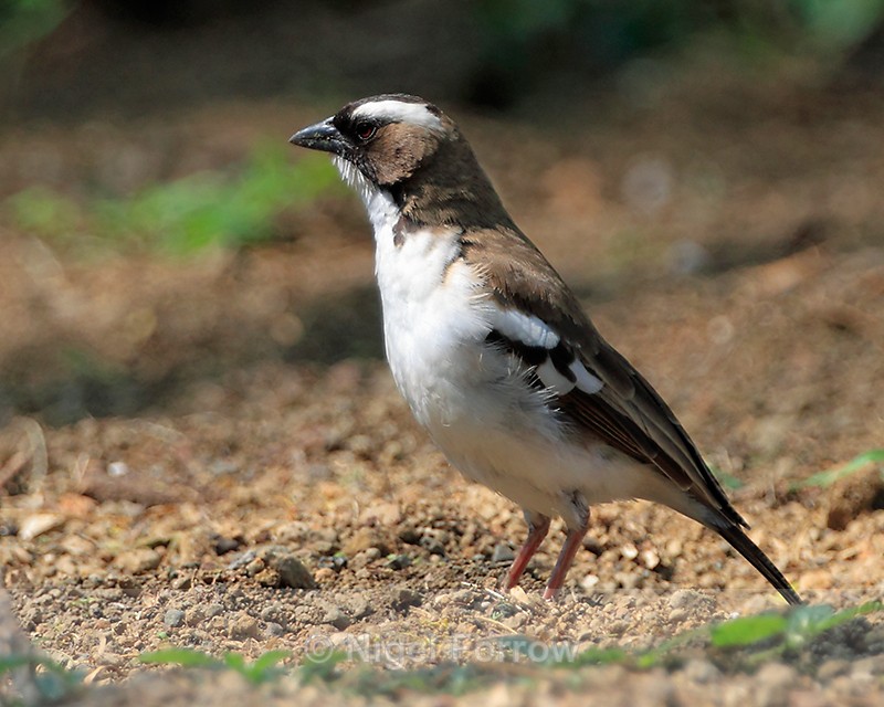 White-browed Sparrow-weaver on the ground - White-browed Sparrow-weaver