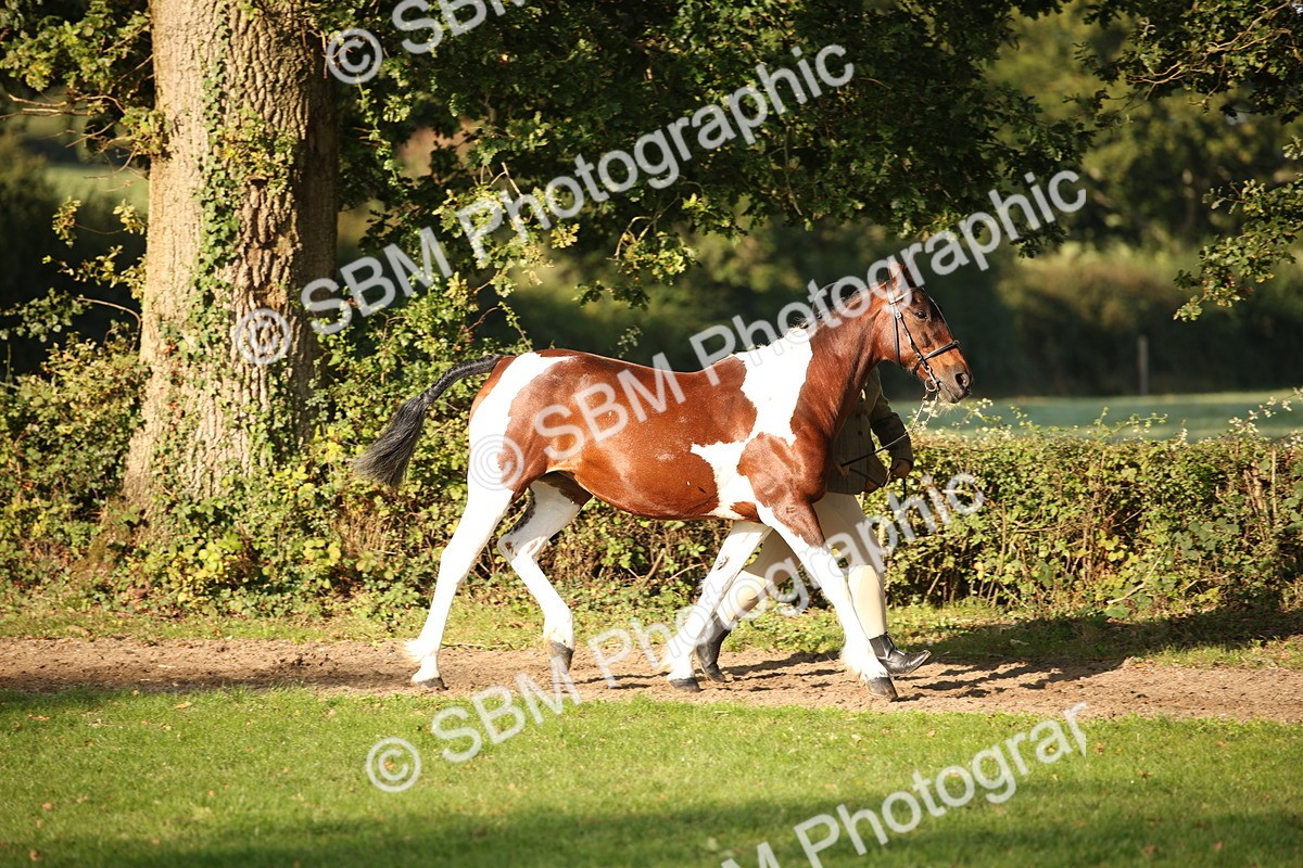SBM_58696 - S51 - Piebald & Skewbald Horse In Hand