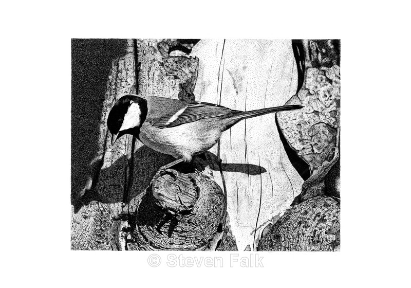 Great Tit - Birds and Mammals