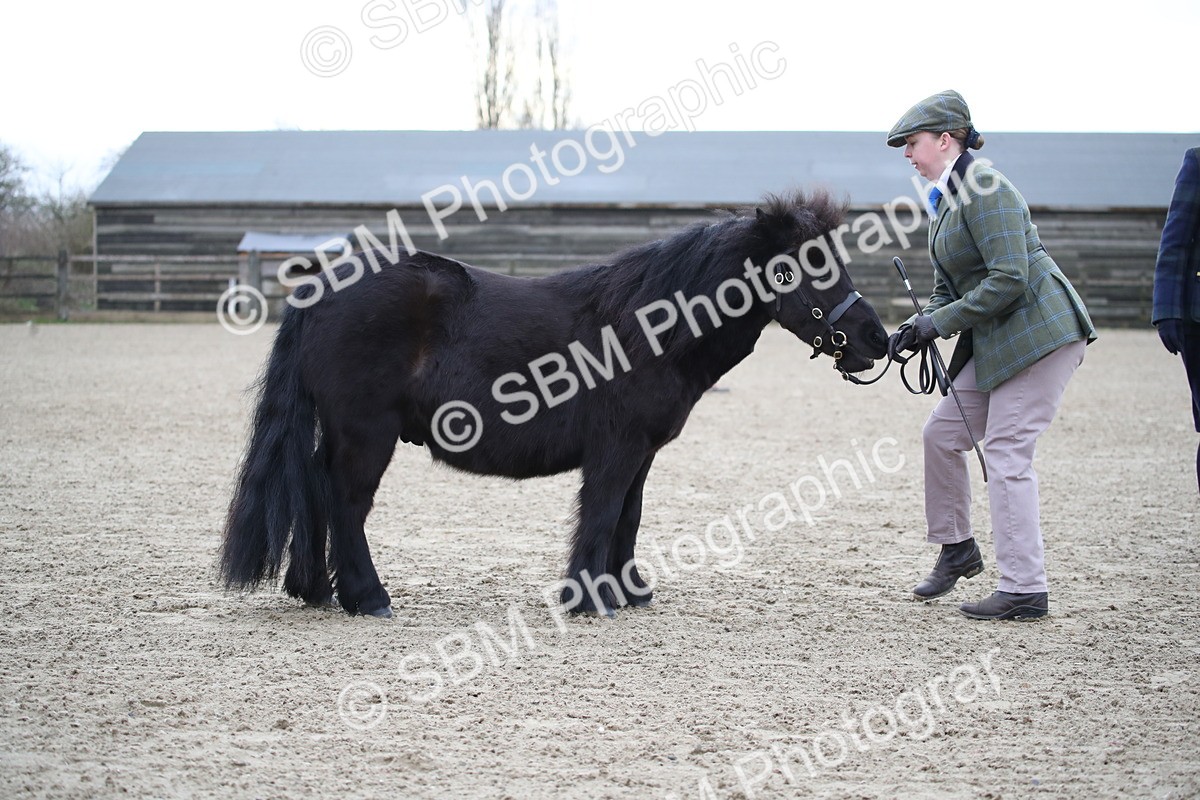 SBM_003890 - Class 1-4 - Young Stock classes Inc. In Hand Championship