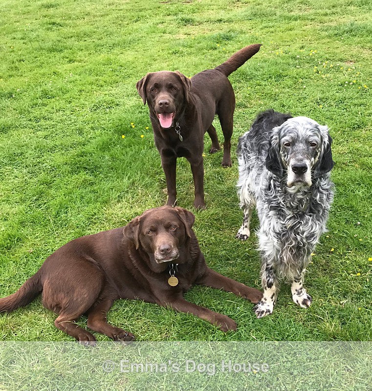  - Dogs