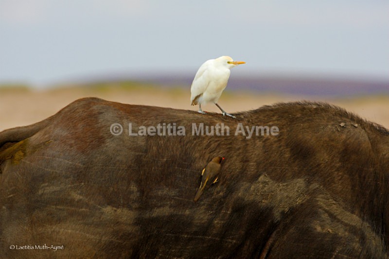 _84Y0642 copyright Amboseli - Birds